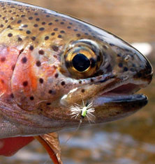 midge-in-mouth midge-in-mouth